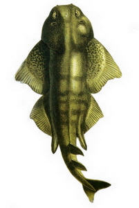 Hangi Balığı Hangi Ayda Yemeli? galerisi resim 7