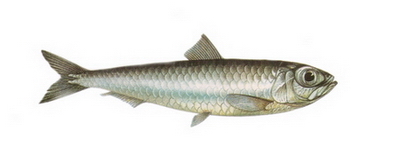 Hangi Balığı Hangi Ayda Yemeli? galerisi resim 8