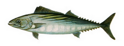 Hangi Balığı Hangi Ayda Yemeli? galerisi resim 9