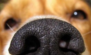 'Köpek burnu'yla kanser teşhisi