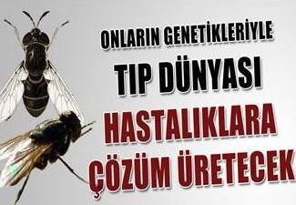 Sineklerin genetiği ile tıp dünyası hastalıklara çözüm üretecek
