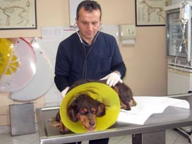 Kanserli köpek kemoterapi ile iyileşti