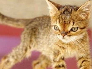 Türkiye'nin ilk Down Sendromlu kedisi Otto hayatını kaybetti