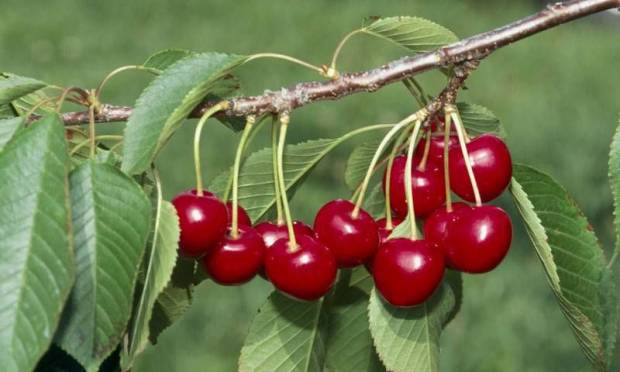 Kiraz sapı ile zayıflayın!