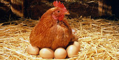 Tavuk, yumurta yiyelim mi?