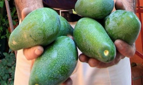 Kan kanserine karşı günde 1 avokado