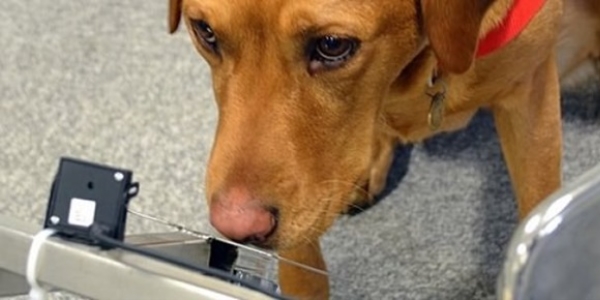 Prostat kanserinin yeni teşhisi koklayarak