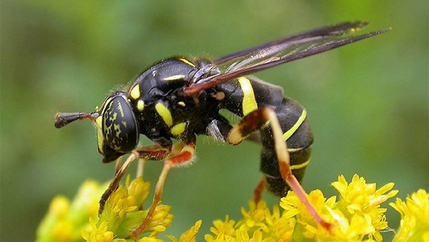 Kanser tedavisinde yeni umut: Eşek arısı