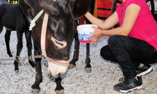 Bir kilo sütle astım ve bronşite son