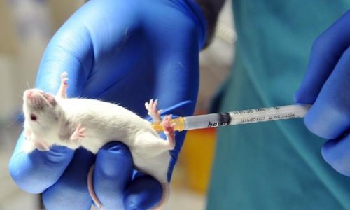 Tübitak, transgenik fare platformu geliştiriyor
