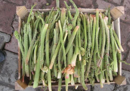 'Işgın (Uçkun)' kanser hücrelerini öldürüyor