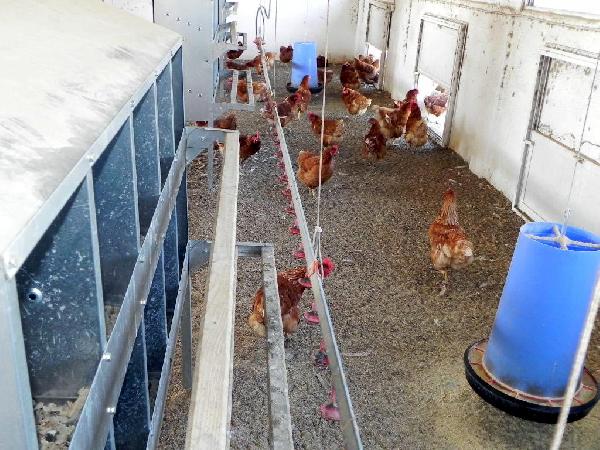 Sağlık sorunları 'organik' talebini arttırdı