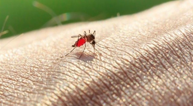 Bakanlık uyardı: Sivrisinekten bulaşan bu hastalığın tedavisi yok
