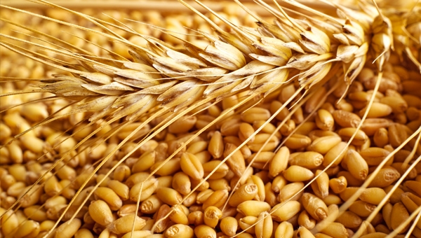 “21. yüzyılın morfini”