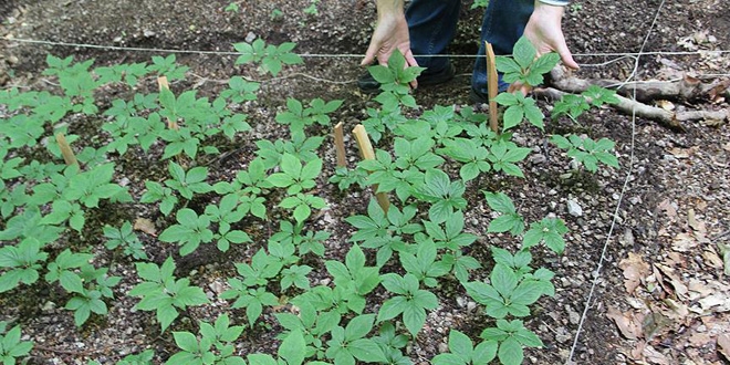 Şifa kaynağı 'ginseng' Türkiye'de yetiştirilecek