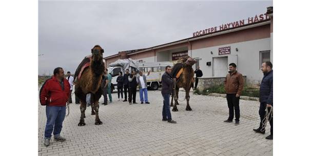 Şampiyon develer sağlık kontrolünden geçirildi