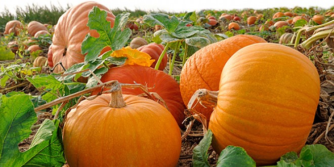 'Bal kabağı' kanser düşmanı