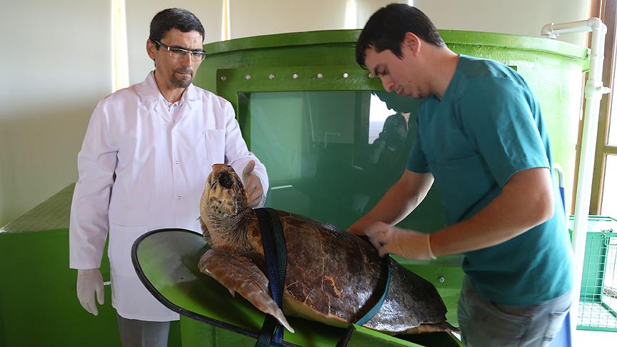 Kaplumbağalara tam donanımlı hastane konforu