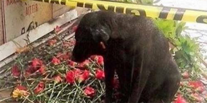 Fethi Sekin'in baktığı köpek istismar edilmesin