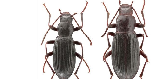 Van'da keşfedilen böceğe 'Ege Üniversitesi' adı verildi
