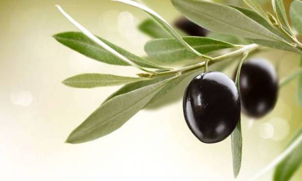 Zeytin yaprağının sağlığa öyle faydaları ortaya çıktı ki?
