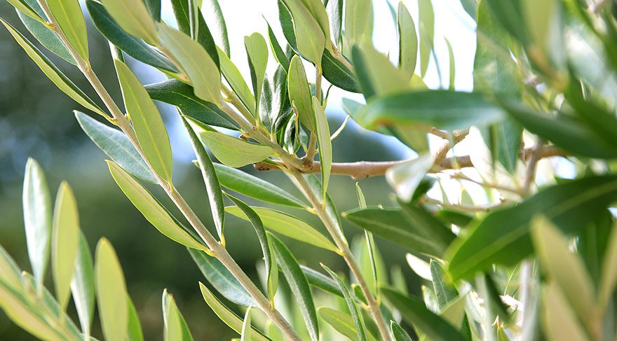 Zeytin yaprağı tatlı krizini yok ediyor