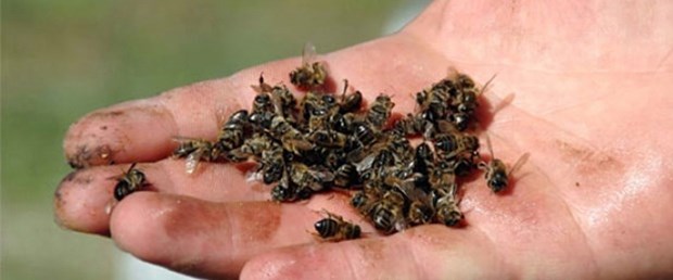 Ağızlarını toprakla kapattılar 1 milyon arı telef oldu