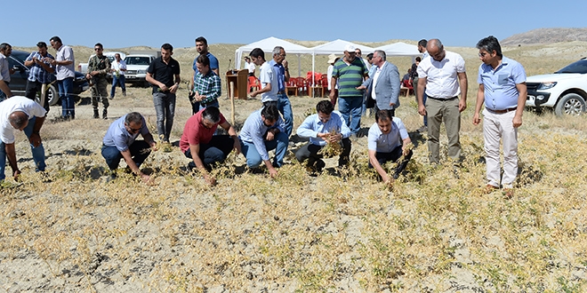 Tunceli'de organik nohut hasadı