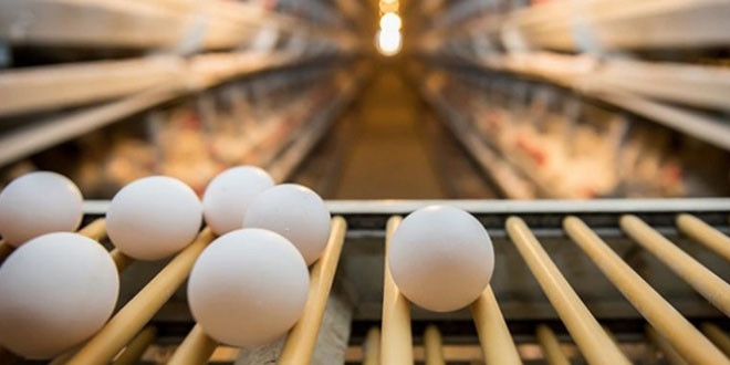 Zehirli yumurta krizi kıta kıta geziyor sıra Asya'da