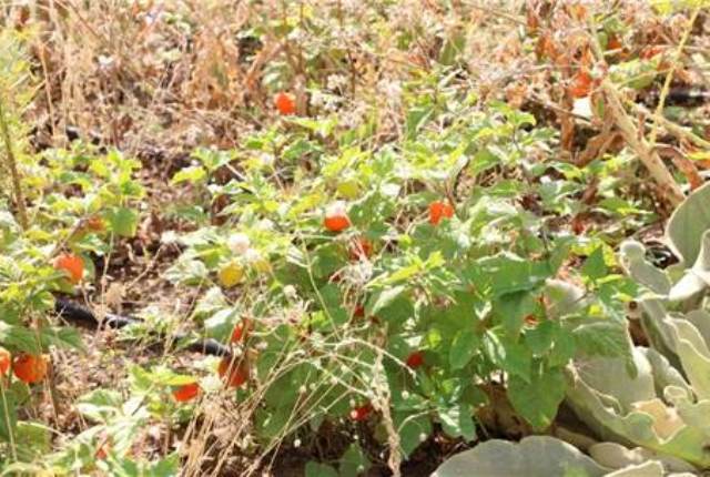 Eczacılık öğrencileri kendi tıbbi bitkilerini yetiştiriyor