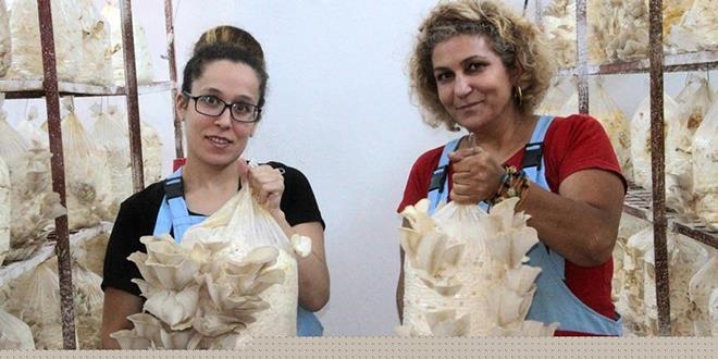 Pedagogluğu bırakıp mantar üretimine başladı