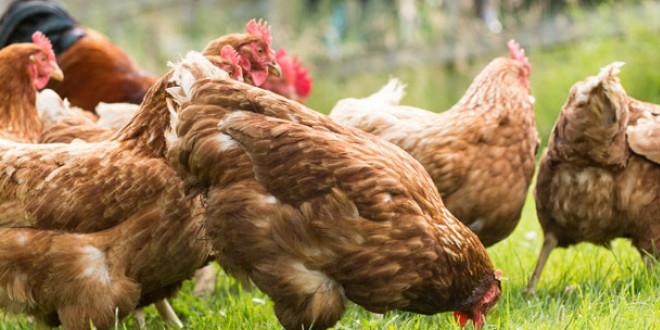 'Her organik denilen ürün, organik değil'