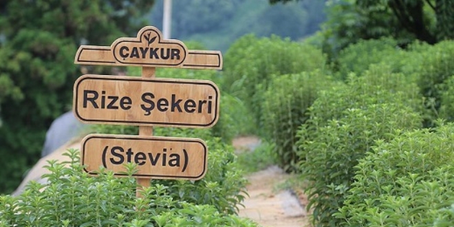 ÇAYKUR'dan sıfır kalorili şeker