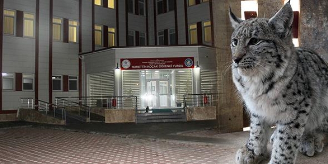 Öğrenci yurdunun bahçesine vaşak girdi