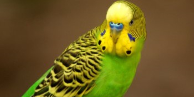 Öğretmen tacizini muhabbet kuşları ortaya çıkardı