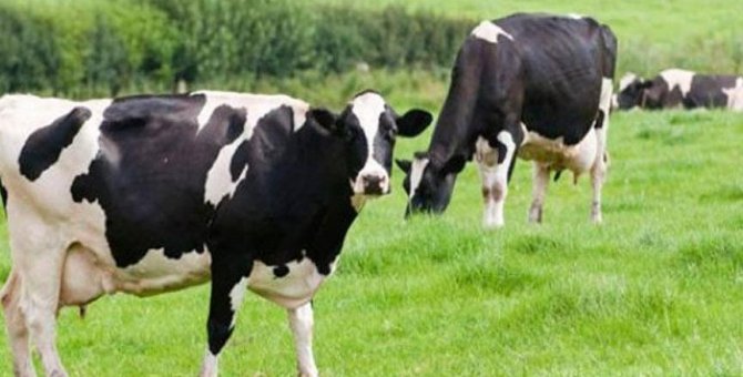 Şarbon nedir? Şarbon hastalığının belirtileri nelerdir? Şarbon hastalığı nasıl bulaşır?