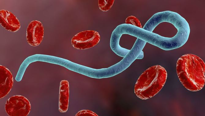 İnsan spermindeki protein Ebola'nın yayılma riskini arttırıyor