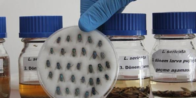 Sinek larvaları hastalara şifa oluyor