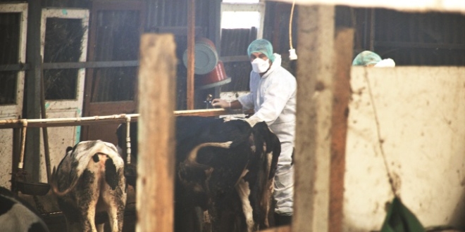 "Şarbonla ilgili şu anda panik yapılacak bir durum yok"