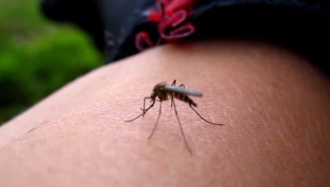 Dang humması 100'den fazla can aldı