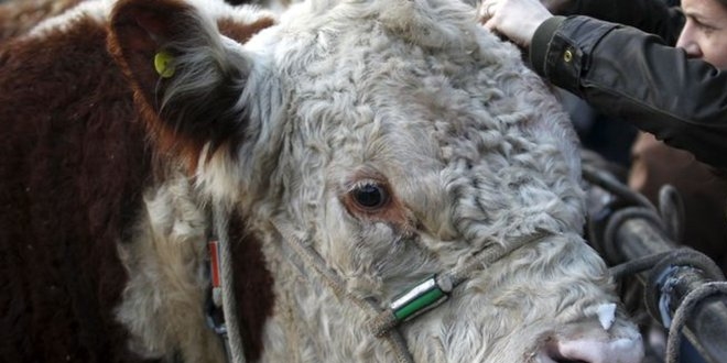 Tarım Bakanlığı boğa ve aygır spermi ithal edecek