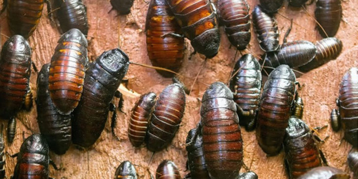 Akıl hastalığı teşhisi konulan kadının DEHB ilaçlarından etkilendiği ortaya çıktı