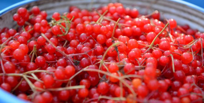 Gilaburu meyvesi kanserden koruyor