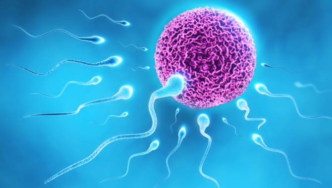 Sperm Sayısı Nasıl Artar