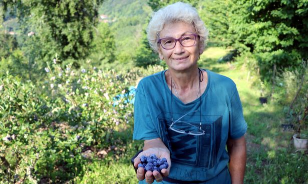 Mavi yemiş yetiştiren emekli doktor siparişlere yetişemiyor