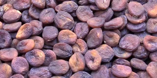 Kayısı, deney hayvanlarının karaciğerini yeniledi