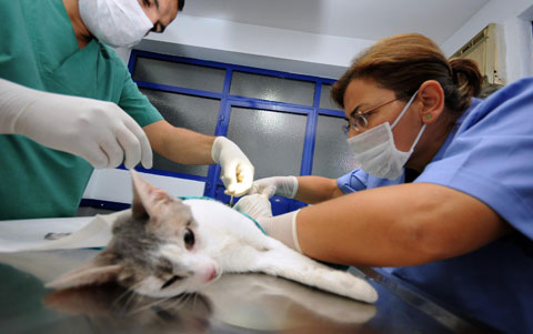 Mardin'de 150 hayvan ameliyat edildi