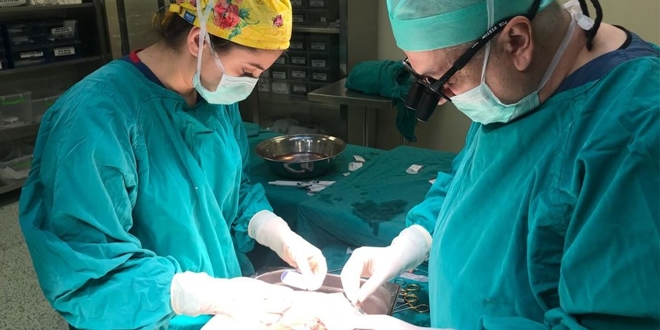 Prof. Dr. Yılmaz: 5 yıl içerisinde domuzdan insana karaciğer nakletmeyi hedefliyoruz