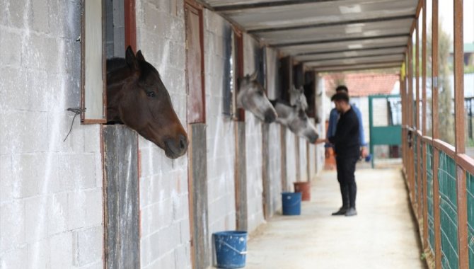 Ankaralı genç atlara olan sevgisiyle sağlık sektöründen ayrıldı çiftlik işletmeye başladı