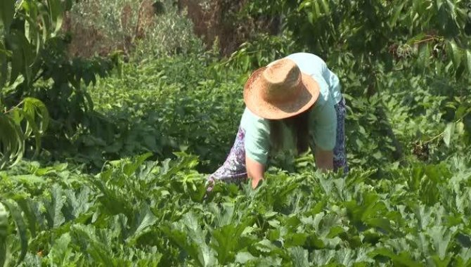 "Dede mirası" organik tarım için yöneticiliği bırakan kadın girişimci semt pazarlarıyla tüketiciye ulaşıyor